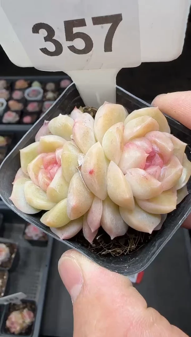 【闪购商品】一物一拍0216—357