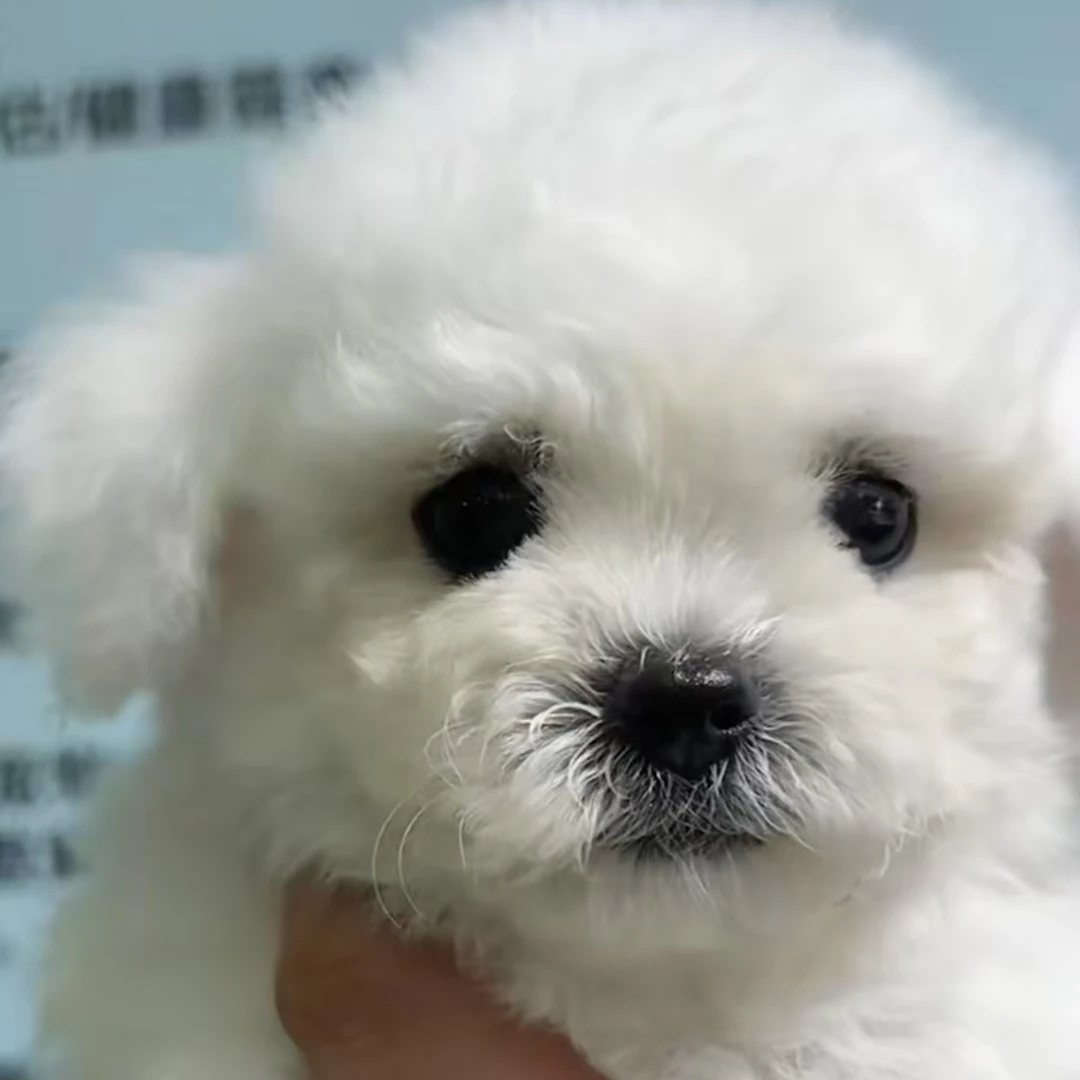 宠物活体甜美小体比熊犬