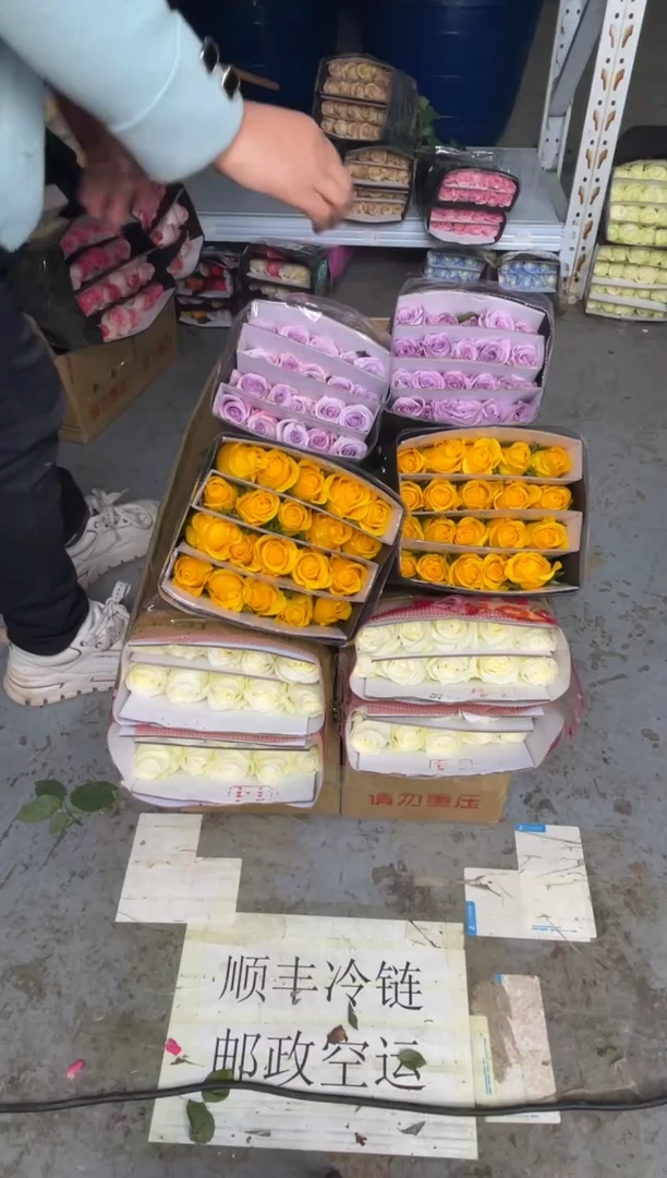 契机20枝+海洋之歌20枝+骄傲20枝