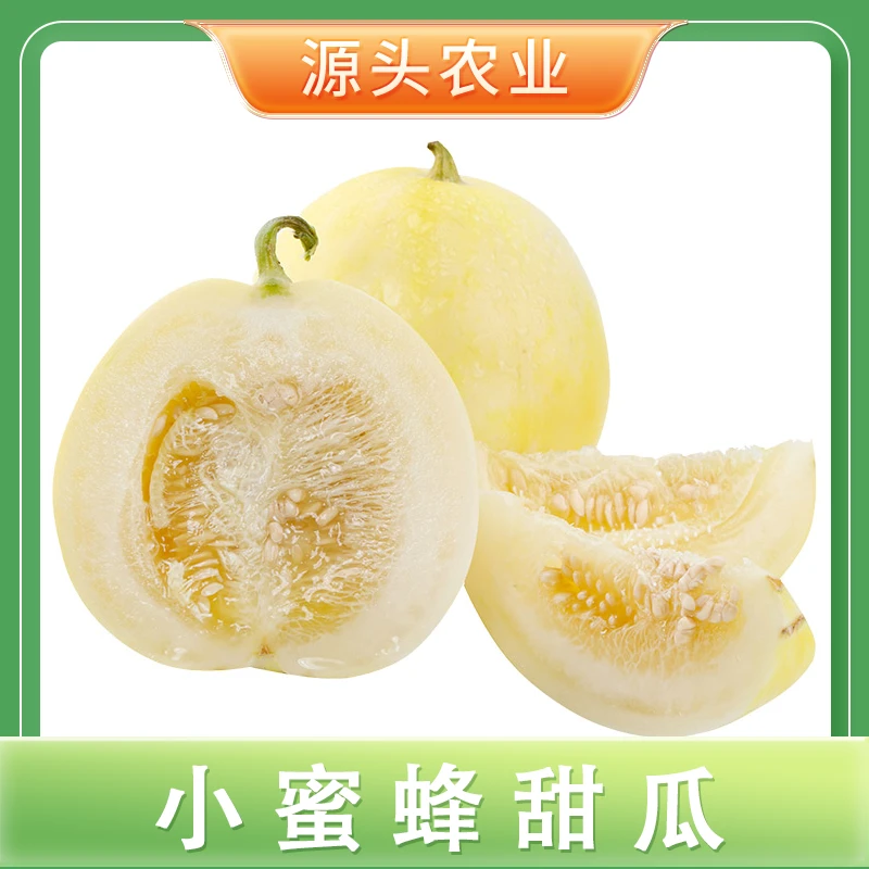 【小蜜蜂甜瓜】山东当季水果种植产地直发甜瓜3斤 S