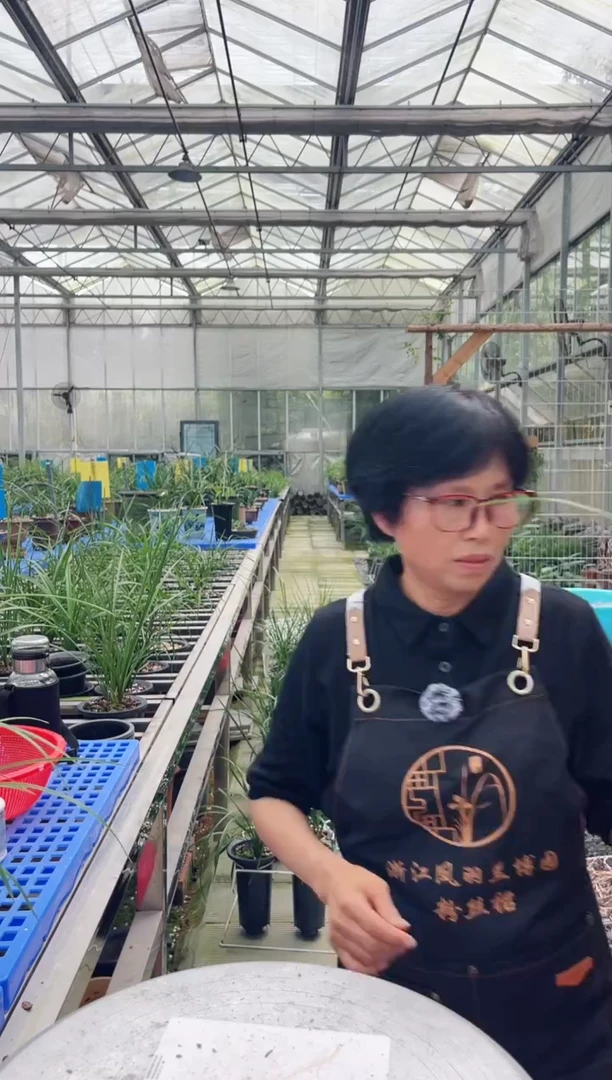 当前无花朵，栽培后可花朵樱**?廿七，，，，樱花雨