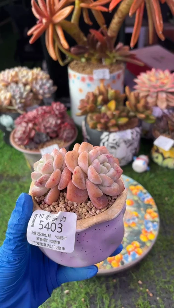 昆明印象多肉5403