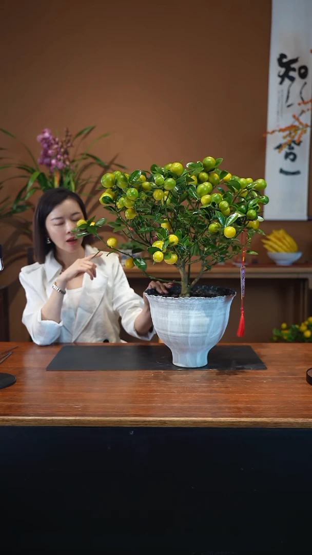 全部花朵金蛋金桔白盆盆景盆景盆景