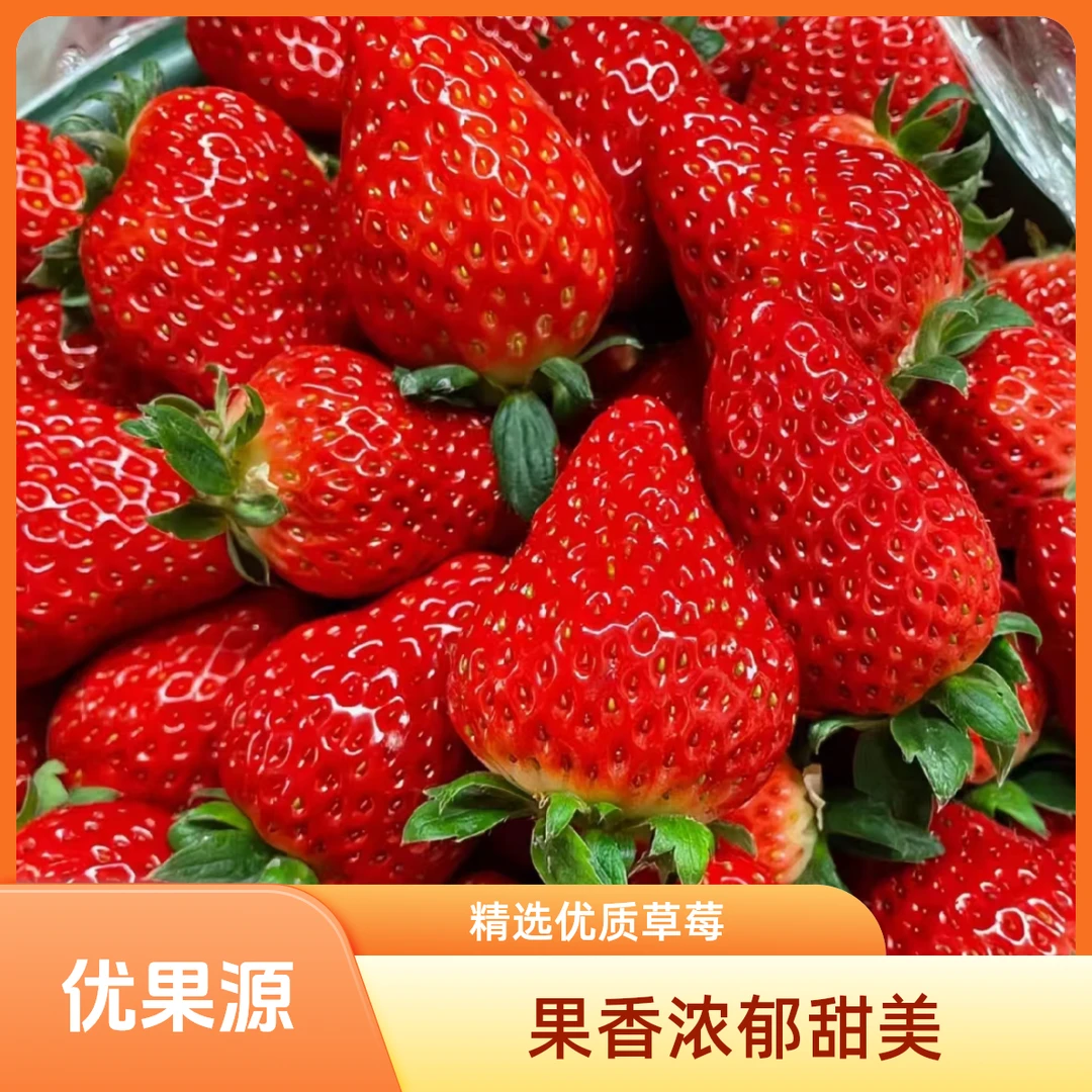 巧克力草莓大果(1斤-3斤)巧克力草莓中国大陆