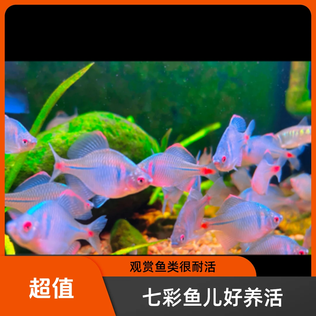 七彩鳑鲏鱼冷水无需加温淡水观赏鱼好养耐活小型群游鱼