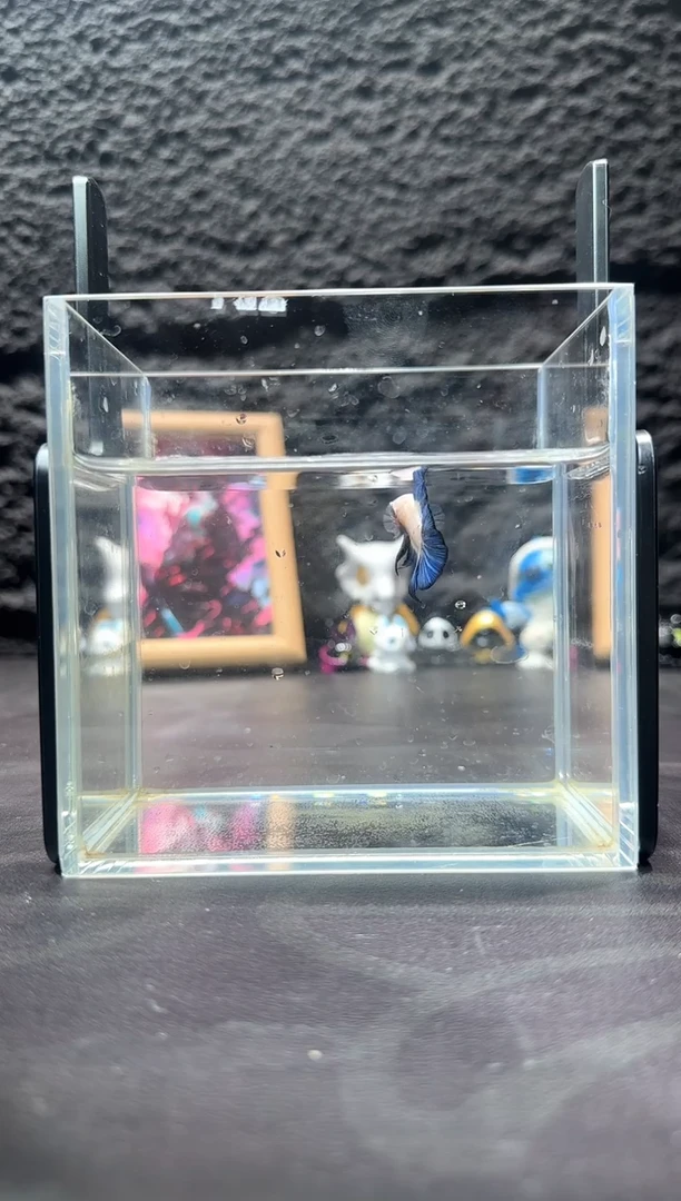 斗鱼十二月三十号