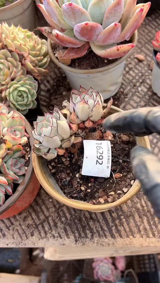 木*。多肉植物一物一拍16292