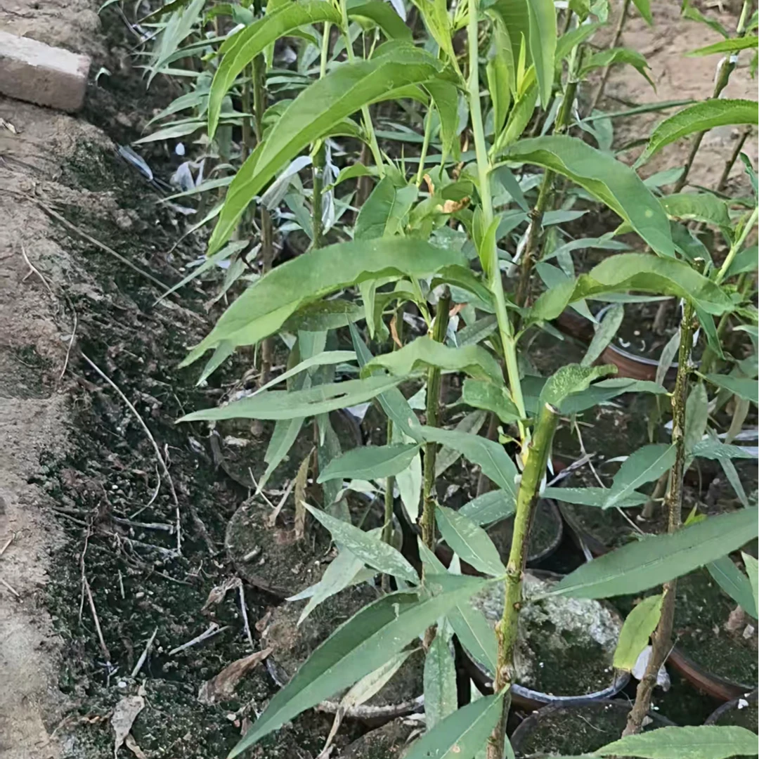 熟不软杏桃，挂树60天不软不落，脆甜如初，果肉先白后红