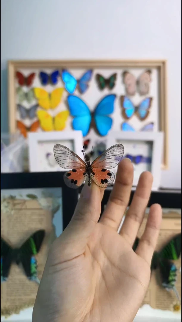 真蝴蝶标本展翅品