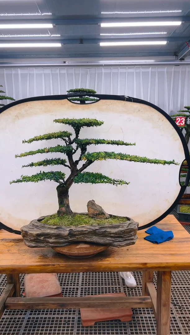 【闪购商品】紫砂精品盆景直播间一物一拍