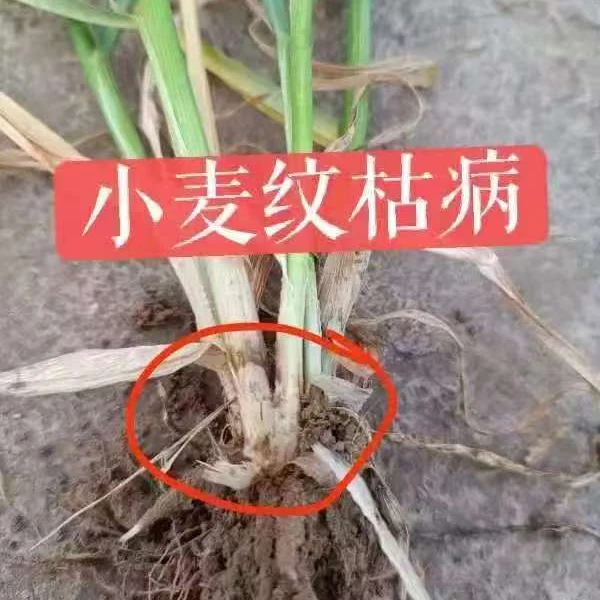 小麦防土传可加水溶叶面肥 [徐艳农资]