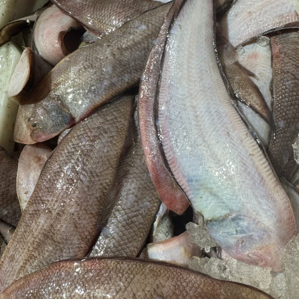 【默认帮杀、冻发】野生鞋垫鱼（个头较小，杀完4.5斤左右）