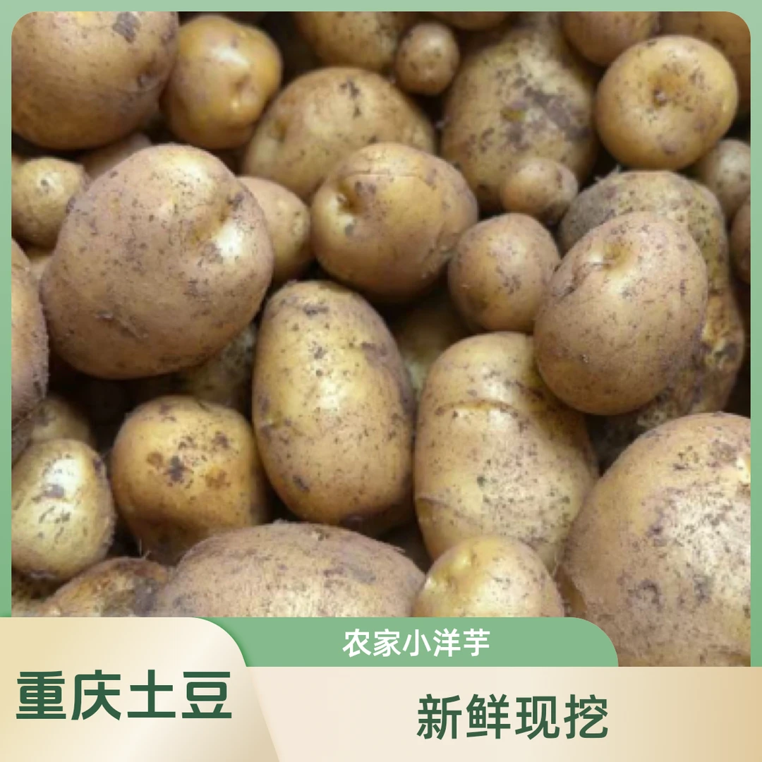 【黄心小土豆】重庆万州高山黄心土豆农家小土豆洋芋直发马铃薯