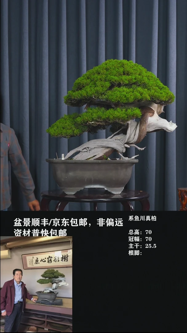 无花朵系鱼川真柏