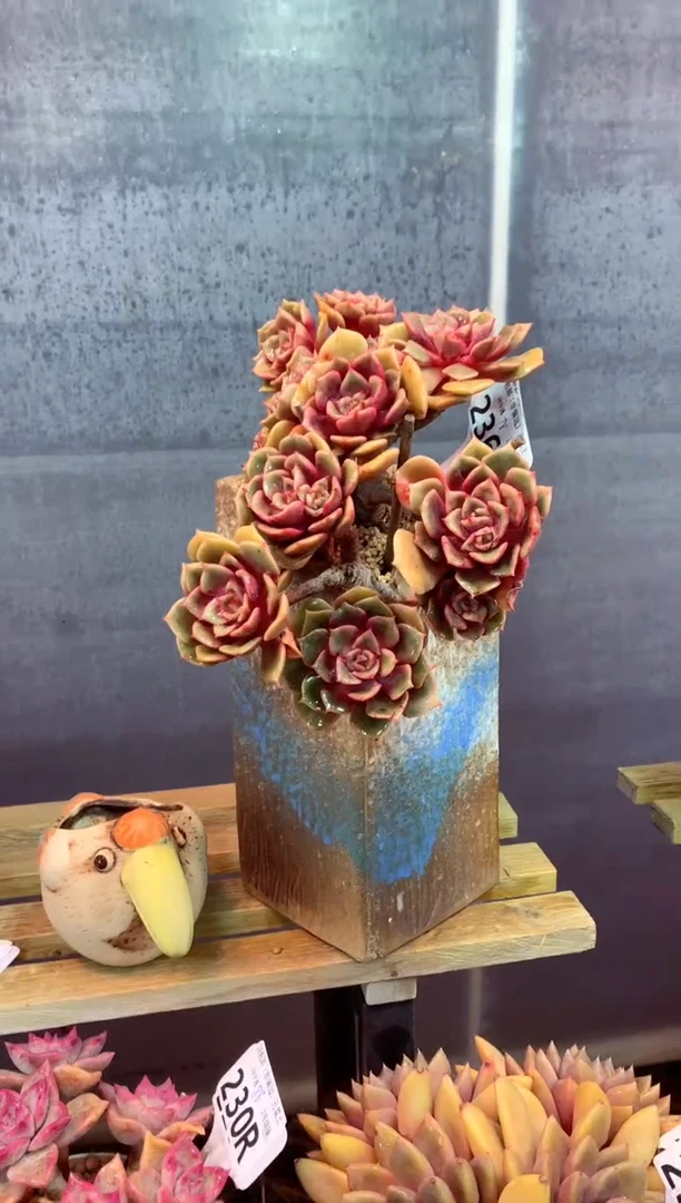 236R（一物一拍，精品多肉，所见即所得 ）