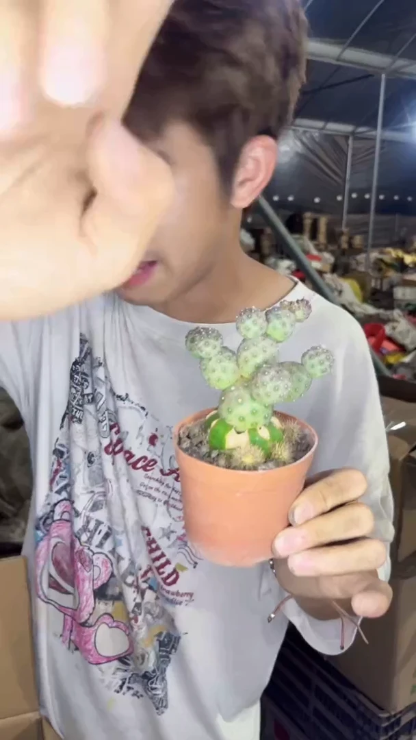 席克氏彩草【嫁接】3头起发 习志野