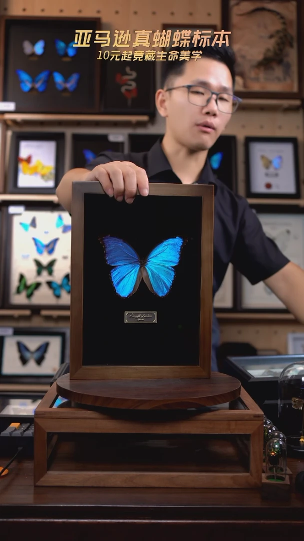 大蓝闪蝶A4实木框（带证书）