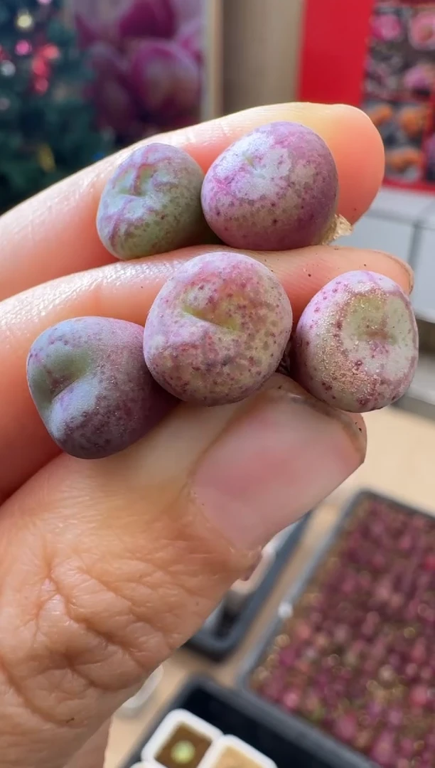 【闪购商品】1-20猴脸sh451一颗