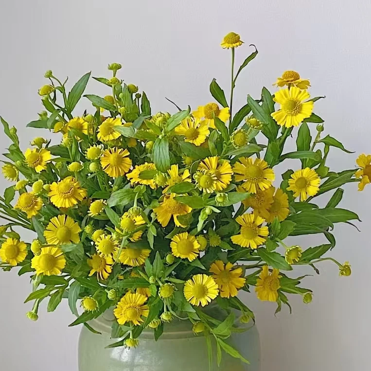 【禾韵山东】油画小菊 自有基地山东鲜花批发直播顺丰包邮次日达