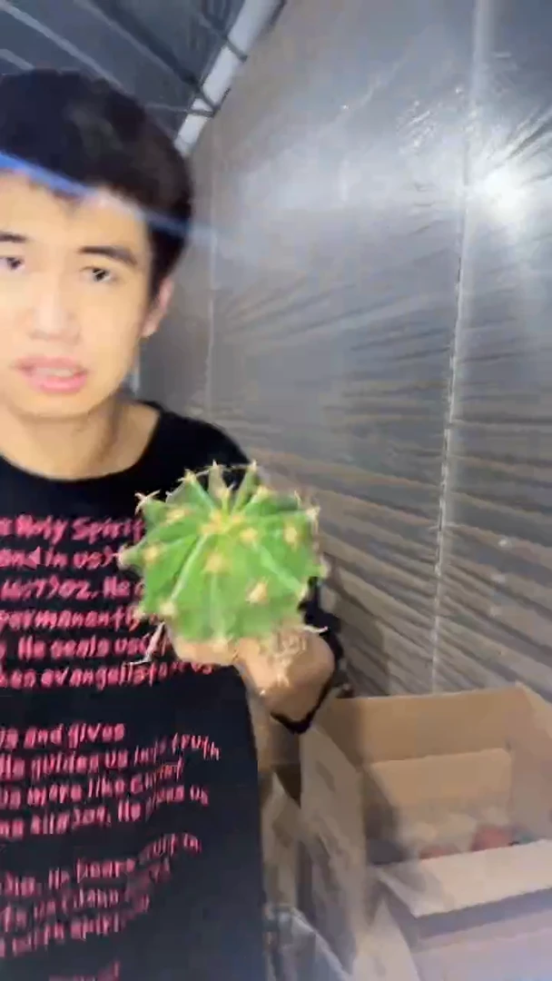 短豪刺 雎鸠玉【实生根】