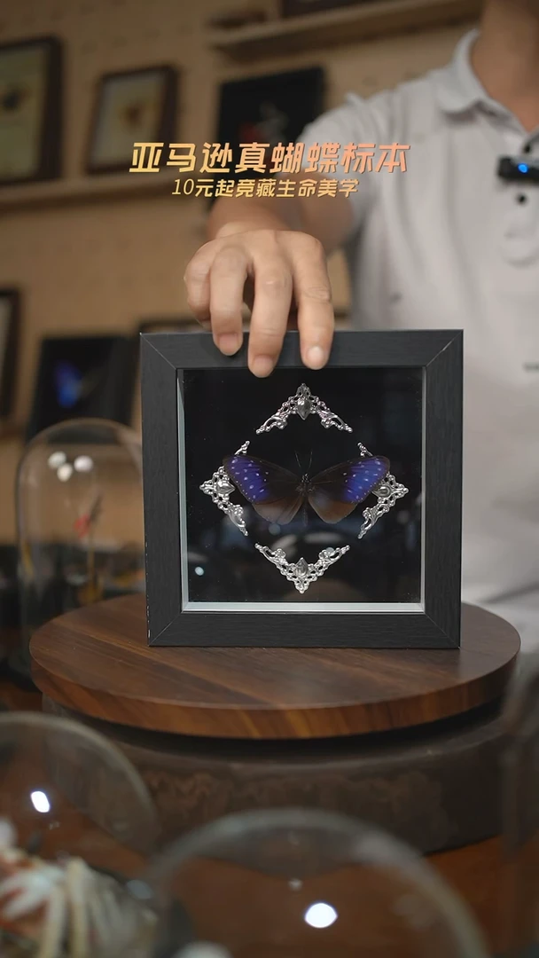 异型紫斑蝶巴洛克款