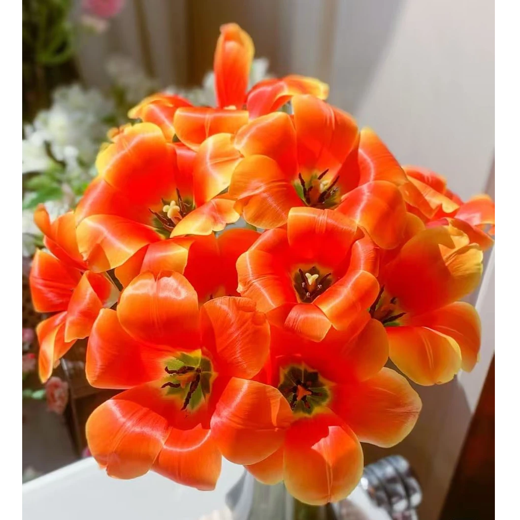 小王子郁金香（果橙色）