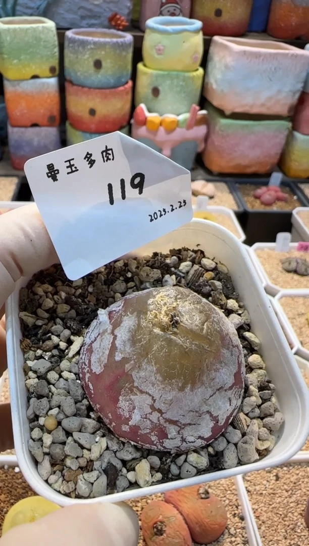 【闪购商品】25.2.25-119卓念念