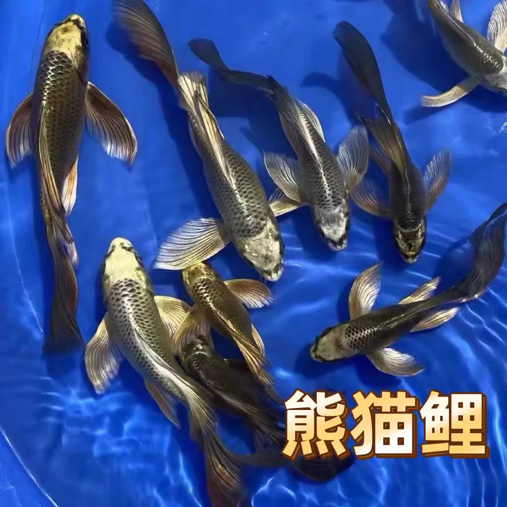 精品古铜色招财熊猫蝴蝶龙凤鱼苗好养红白大正锦鲤鱼观赏鱼冷水鱼