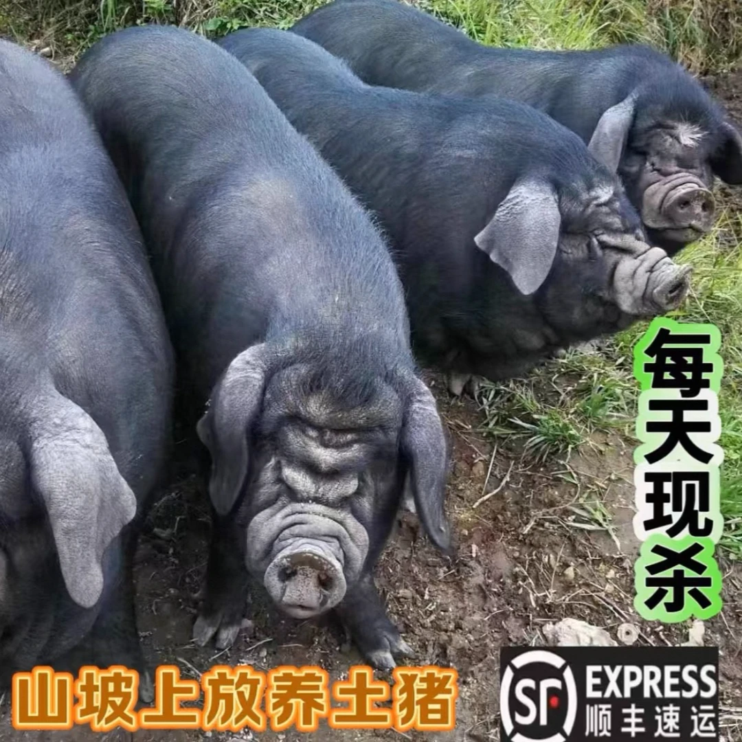 新鲜黑毛猪后退肉 肉嫩味美 新鲜冷链发货