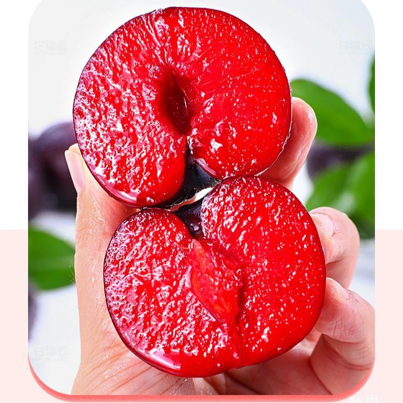 【3斤装】河南应季风味玫瑰血丝李红心李子时令水果黑布林红肉