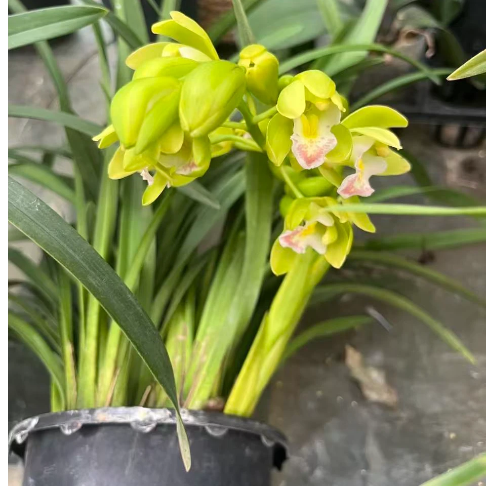 大花蕙兰兰花草【翡翠香兰】桌面款淡香室内绿植盆栽兰花兰花盆栽