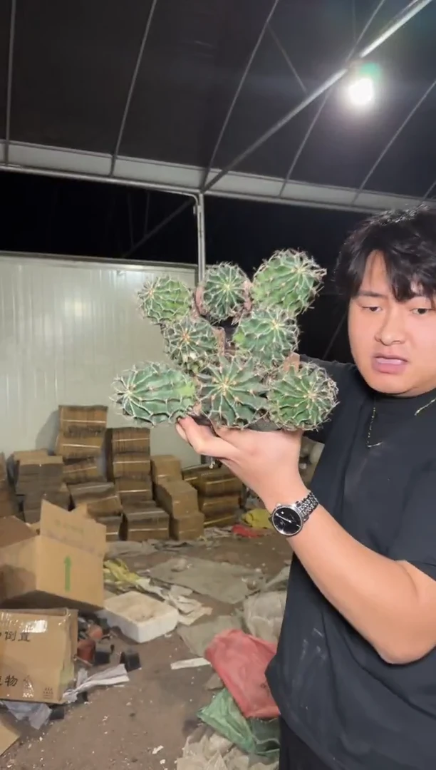 8颗 实生根 龙王 3-5cm