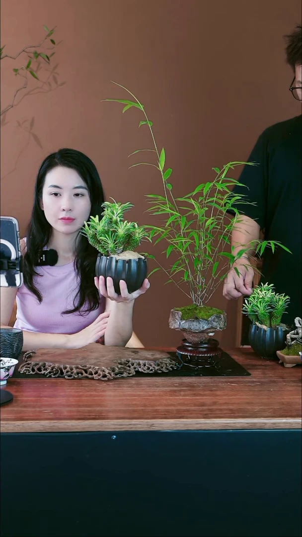 无花朵路**蜓铁甲麒麟盆景盆景盆景