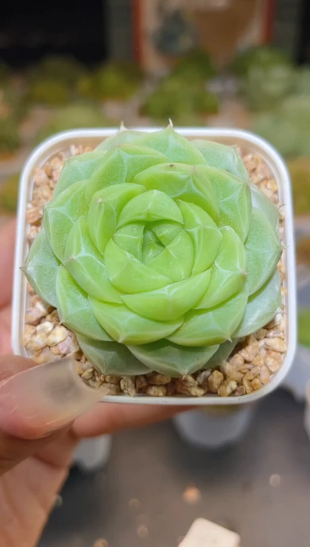 724白薇