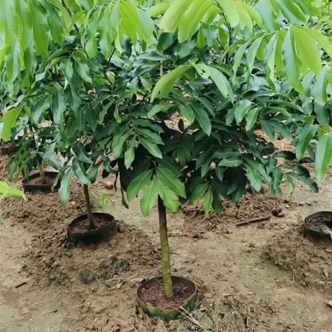 直播间（一物一拍）绿植园艺