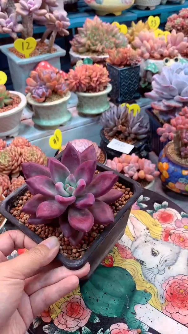 0373 模特区 赫非虞