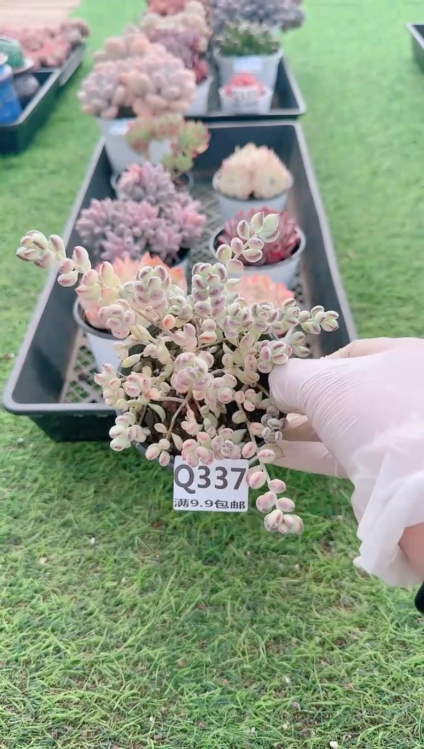 【闪购商品】梦会多肉一物一拍