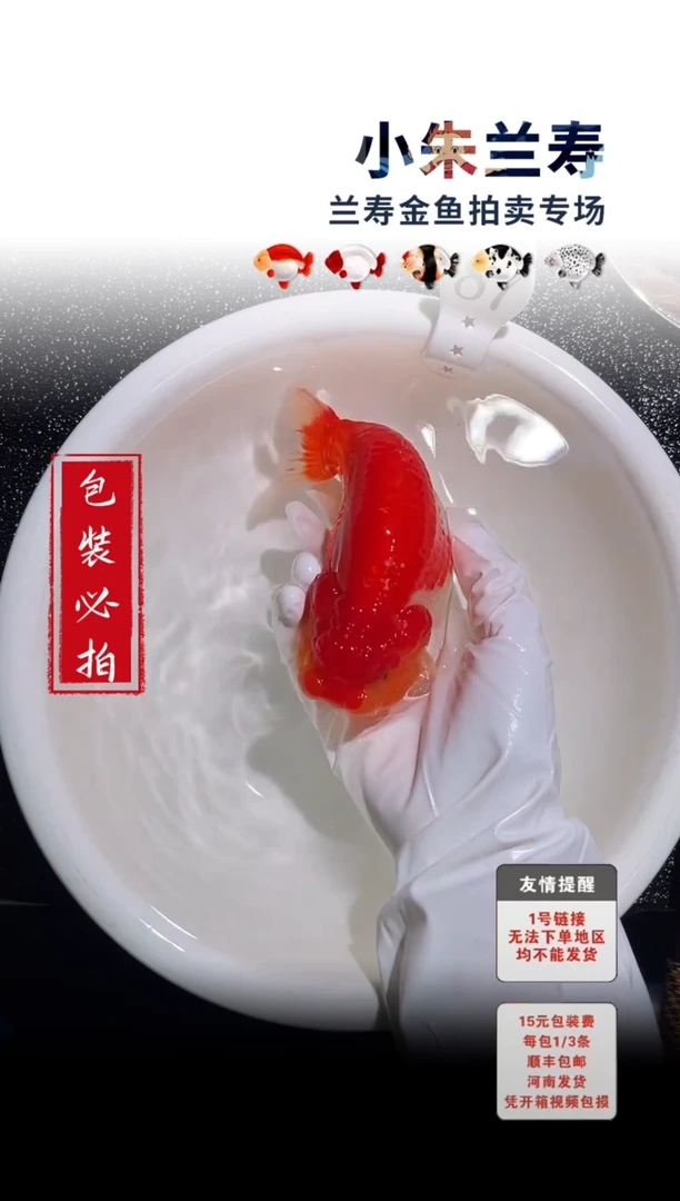 金鱼包装必拍未拍顺丰到付87号