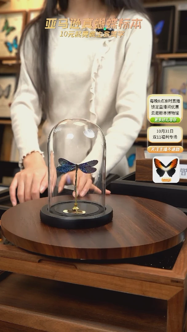 暗溪色蟌小号玻璃罩