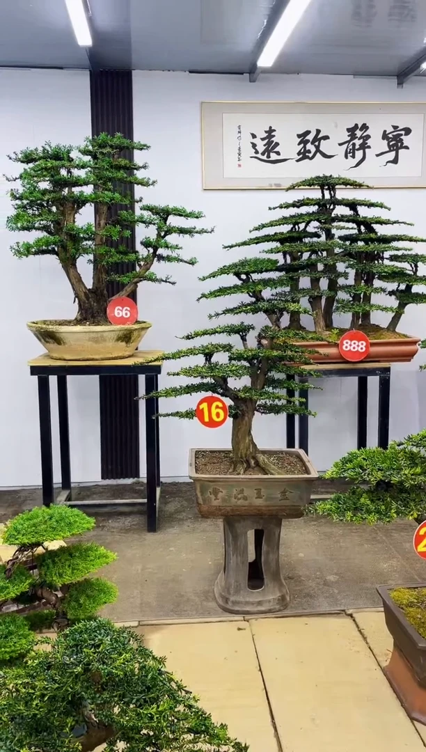 无花朵开*器0000000000000