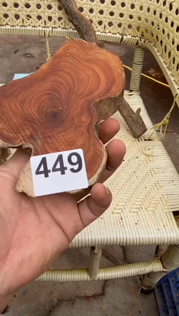 柏木（崖柏）太行山陈华崖柏一片