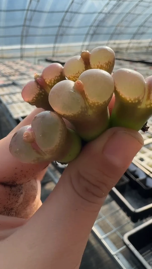 多肉植物肉锥5-27韩国优选风铃一颗