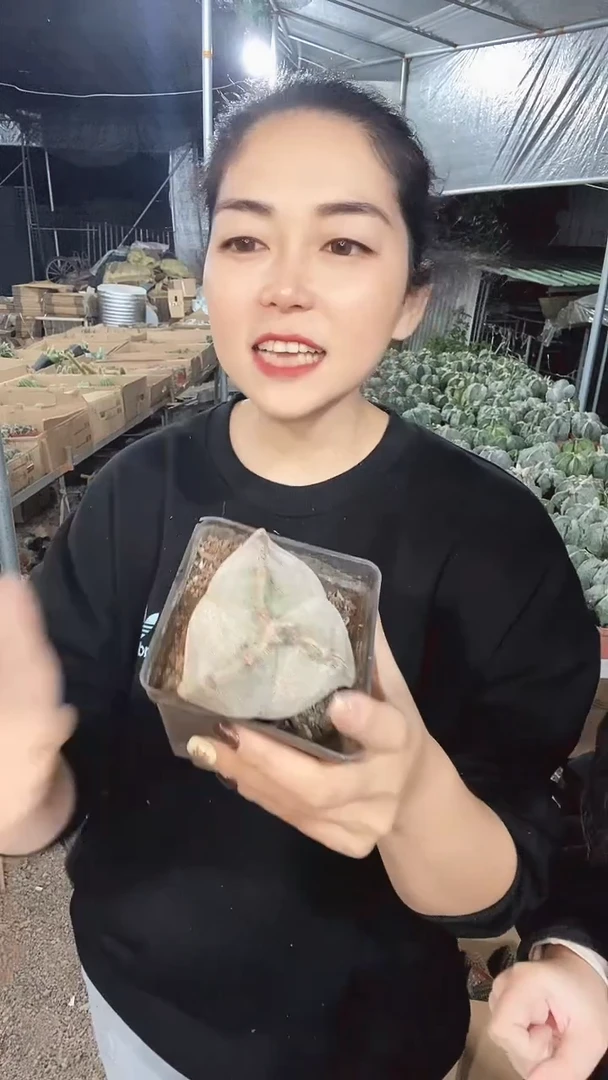 【**】最大的三角仙人球