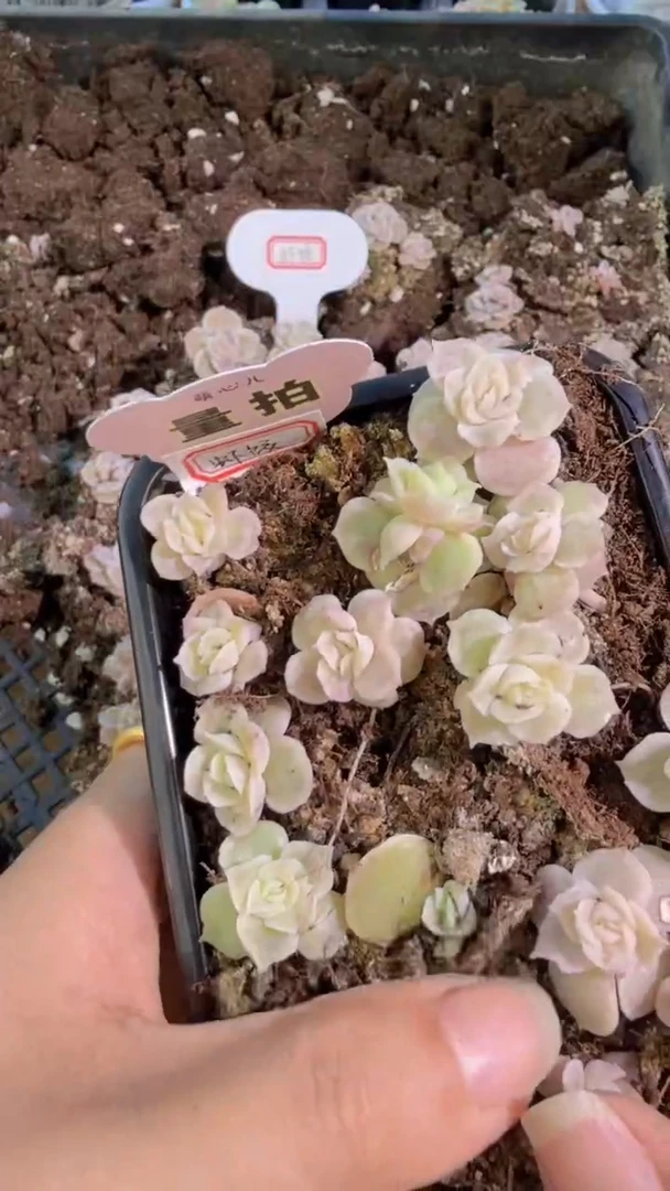 虾饺切糕1盒 量拍多肉植物