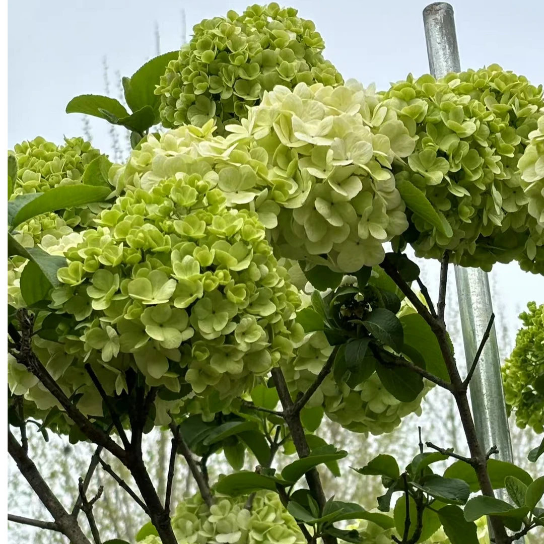 中华木绣球大花斗球庭院花卉别墅名贵花卉