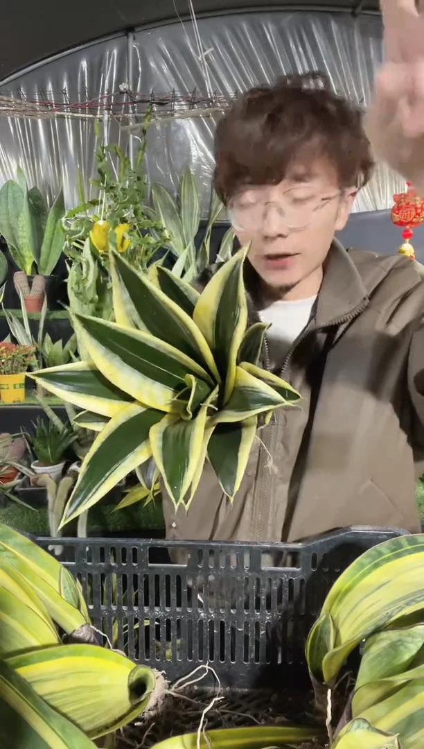 【闪购商品】宝塔金荷花裸根单颗9.9