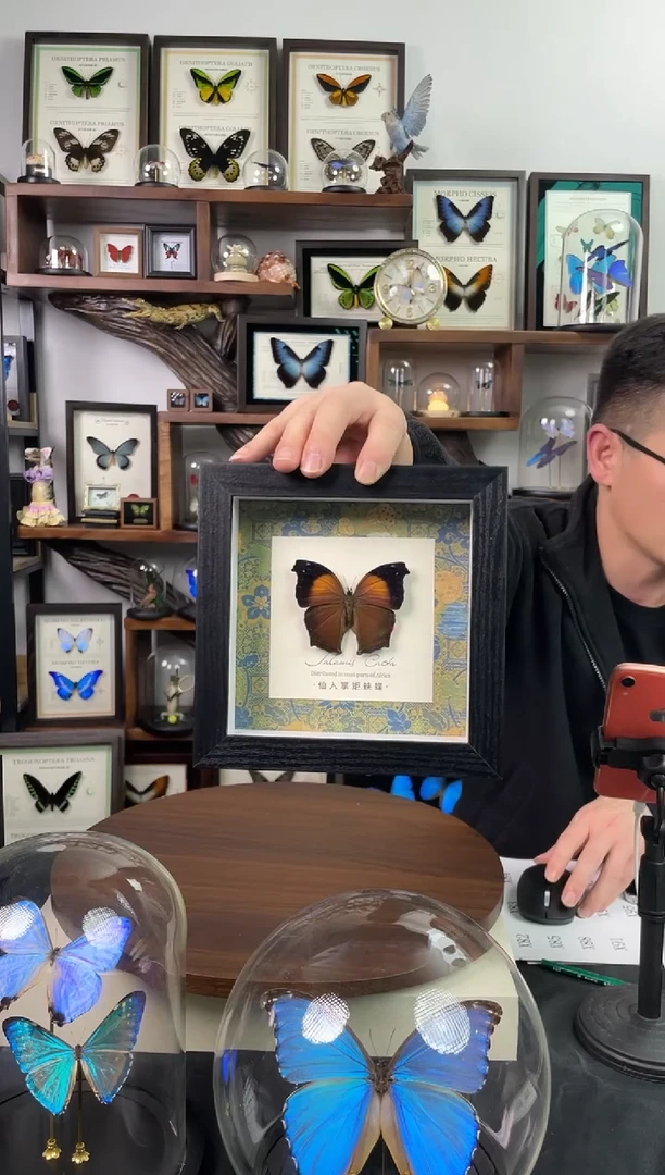 仙人掌矩蛱蝶 6寸方框