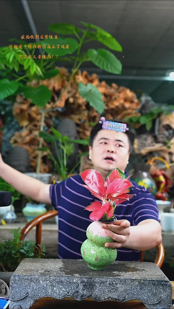 完全开放红珊瑚373T