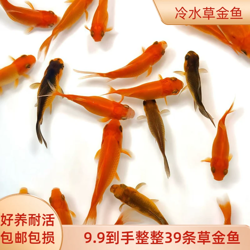 草金鱼冷水淡水观赏鱼好养耐活适合新手