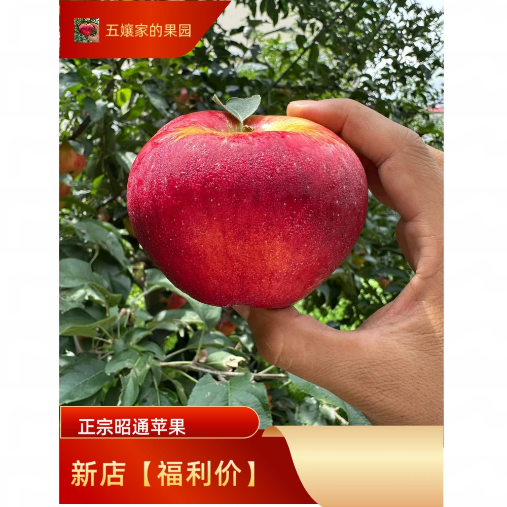 【正宗昭通】冰糖心丑苹果源头发货新鲜应季水果脆甜可口